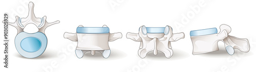 Healthy lumbar vertebrae. Different views. Illustration