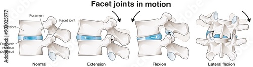 The mobility of the lumbar vertebrae. Facet joint. Medical illustration. Labeled photo