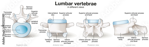 Healthy lumbar vertebrae. Different views. Labeled illustration