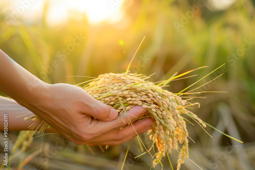 Handful of Rice in a Field at Sunset