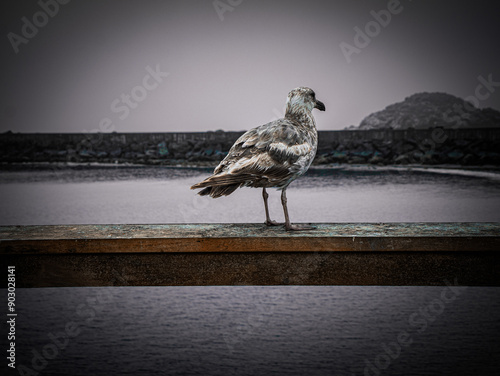 seagull on the pier