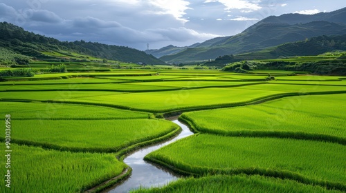 A river runs through a field of green rice. The sky is cloudy and the mountains are in the background