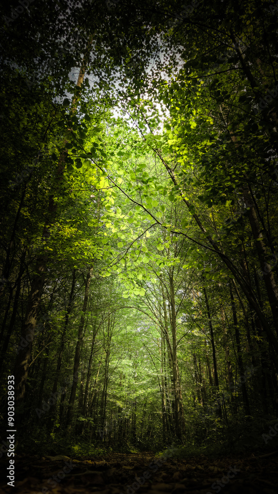 Obraz premium las po deszczu scieżka