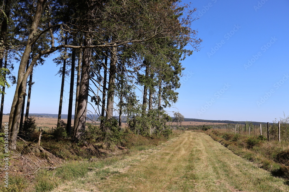 Walking train in the Hautes Fagnes in Belgium Walking train in the Hautes Fagnes in Belgium