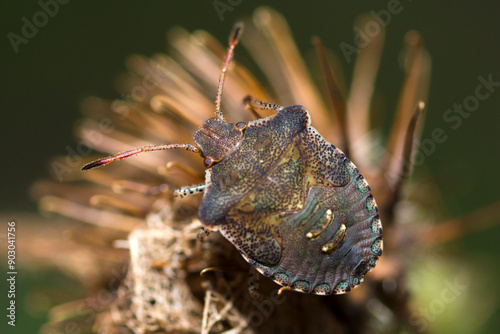 Selective focus on a Dusky Stink Bug, Euschistus Tristigmus photo