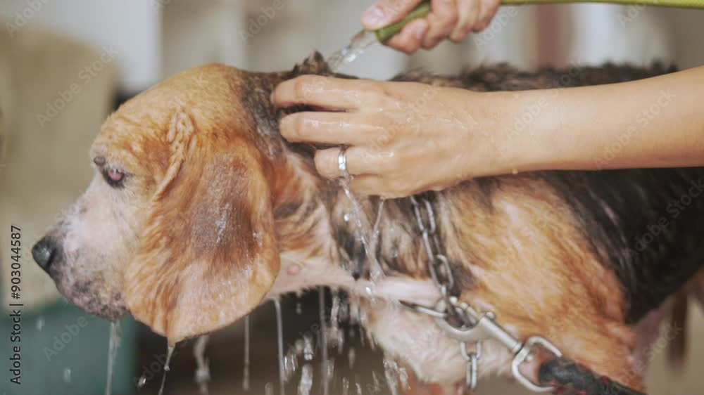 Close-up 4K, people hands are washing senior beagle dog at house ...