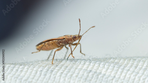 Selective focus on a Plane Groundbug, Arocatus Longiceps photo