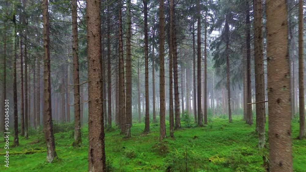 zoom out of foggy spruce forest