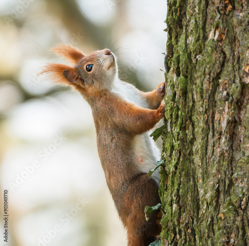 Eichhörnchen klettert am Baumstamm