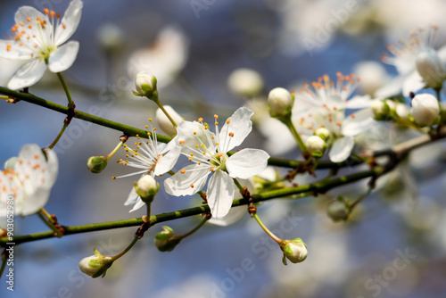 tree blossom