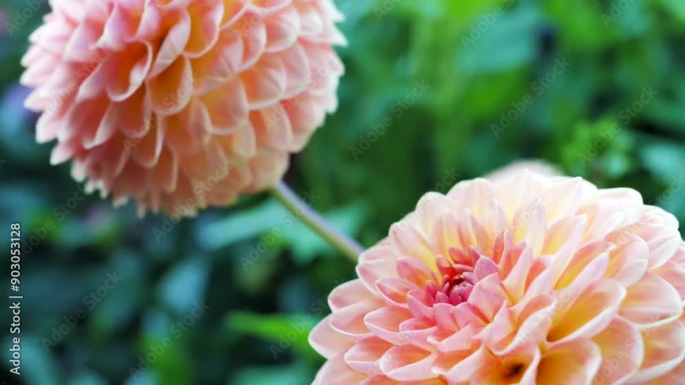 Beautiful Dahlia Flower Blooms in a Vibrant Garden During Late Summer Beautiful Dahlia Flower Blooms in a Vibrant Garden During Late Summer