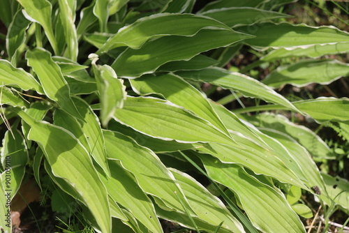 hosta Stiletto funkia bylina