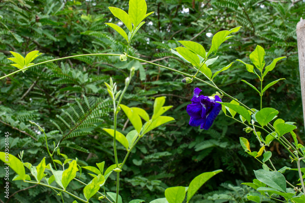 Fototapeta premium Blossoming Beauty of Blue Pea