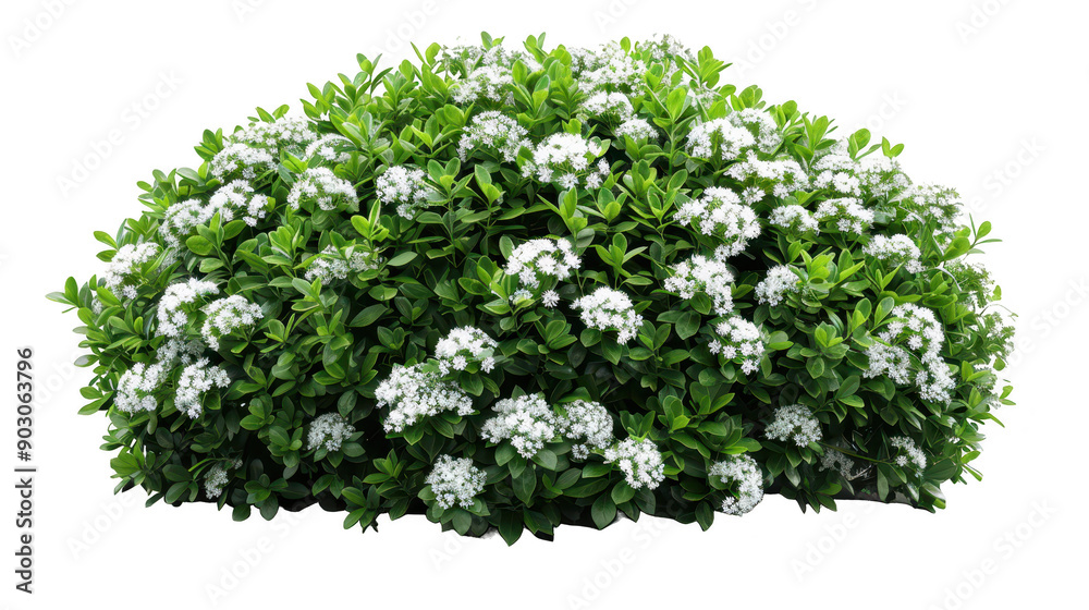 Vibrant Blooming White Flowers in Fresh Green Foliage, Spring Garden Beauty Vibrant Blooming White Flowers in Fresh Green Foliage, Spring Garden Beauty