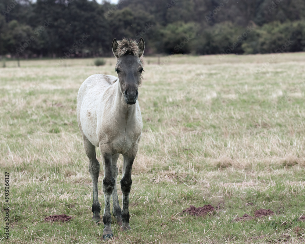 Konik horse foal. The Konik horse originates from Poland. There it was bred as a replacement for its extinct ancestor, the tarpan. Konik horses are used as wild grazers in nature reserves. Konik horse foal. The Konik horse originates from Poland. There it was bred as a replacement for its extinct ancestor, the tarpan. Konik horses are used as wild grazers in nature reserves.