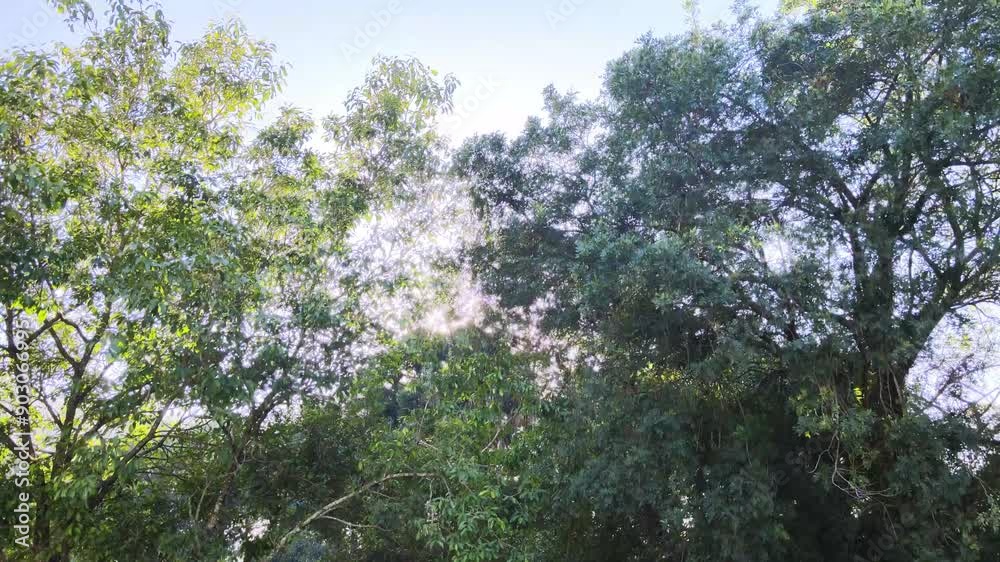 Drone sobre o bosque verde com belas árvores e grama