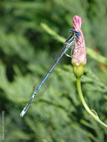 White-legged damselfly (Platycnemis pennipes), also known as blue featherleg, male perching on a closed bindweed flower photo