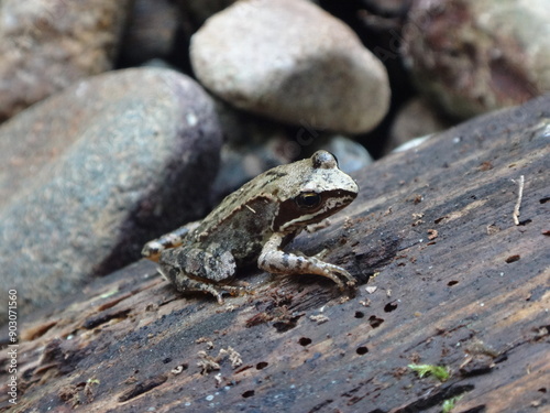 Juvenile frog (Rana sp.) resting on a wet log