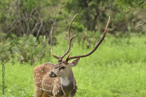 A closeup portrait of a Chital deer or a spotted deer with horn standing in Mudumali forest