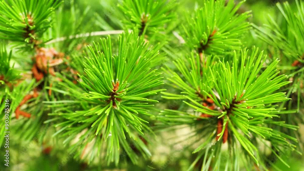 Exploring a Lush Pine Forest With Vibrant Green Foliage in Mid-Summer Exploring a Lush Pine Forest With Vibrant Green Foliage in Mid-Summer