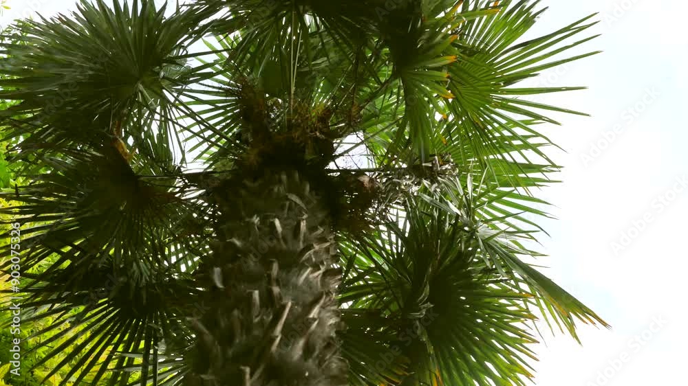 Exploring the Tall Palm Trees Under Bright Sunshine in Tropical Paradise