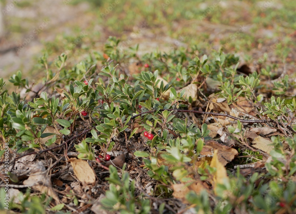 Ripe large lingonberry on the branches of a bush on a cloudy autumn day. Healthy vegetarian food with a high content of vitamins and trace elements. Ripe large lingonberry on the branches of a bush on a cloudy autumn day. Healthy vegetarian food with a high content of vitamins and trace elements.