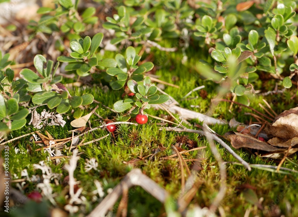 Ripe large lingonberry on the branches of a bush on a cloudy autumn day. Healthy vegetarian food with a high content of vitamins and trace elements.