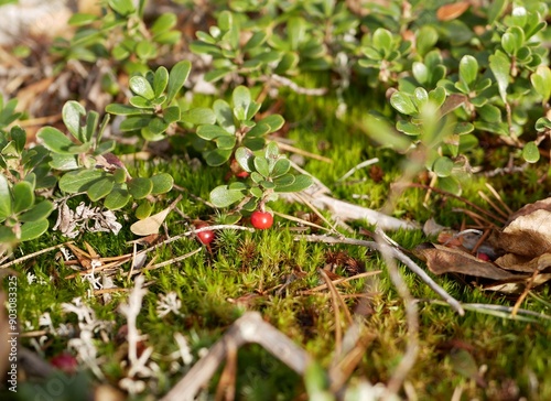 Foto Ripe large lingonberry on the branches of a bush on a cloudy autumn day