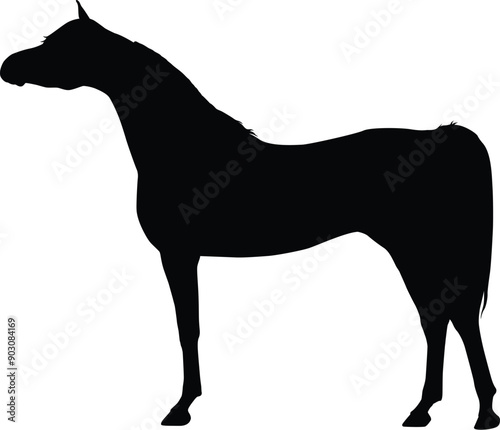 Arabian horse show pose silhoutte