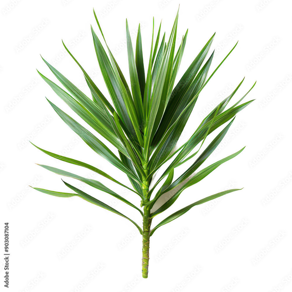 Fresh Green Yucca Plant with Detailed Leaves on White Background Fresh Green Yucca Plant with Detailed Leaves on White Background