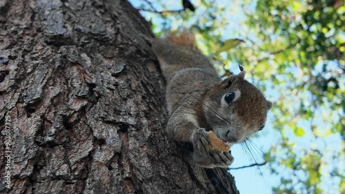 Squirrel eating cookie on tree