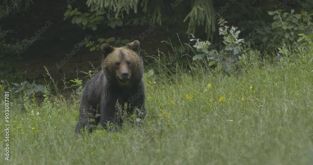 A European brown bear foraging in a forest clearing.