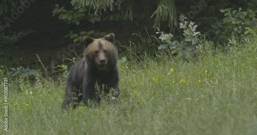 A European brown bear foraging in a forest clearing.