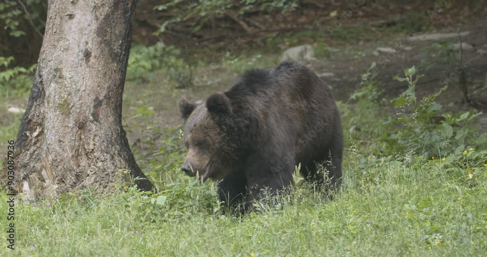 A European brown bear forages for food in a forest in Romania. A European brown bear forages for food in a forest in Romania.