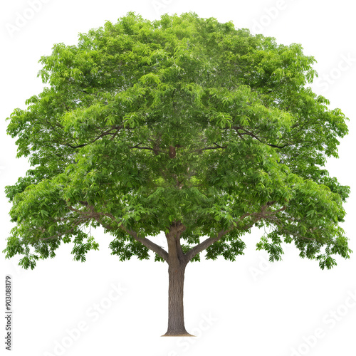 Black Walnut Tree Picture on White Background photo