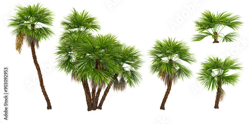 Jungle Paurotis palm trees shapes cutout 3d render photo