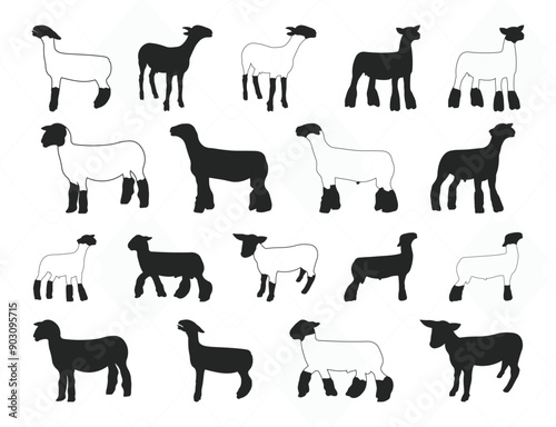Show Lamb Bundle Market Lamb Silhouette