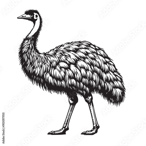 emu bird full body outline vector illustrator white back ground..