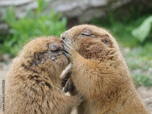 Teamwork,couple,cuddle,valentine,grooming, best friends
