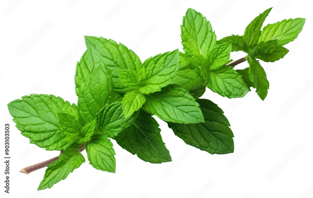PNG Plant herbs leaf mint. PNG Plant herbs leaf mint.