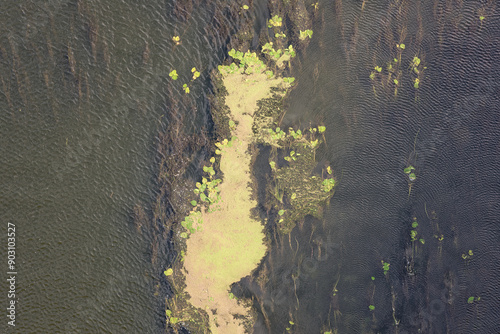 Benthos (phytobenthos or phytobenthic), plants on the bottom of a river, biological benthic zone at summertime, natural botanical background, top view