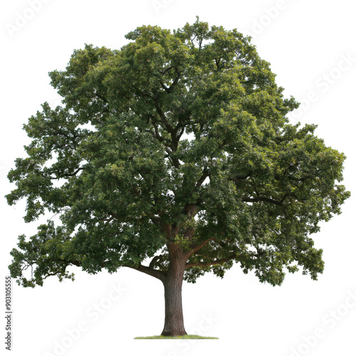 Vibrant Pin Oak Tree with Green Leaves photo