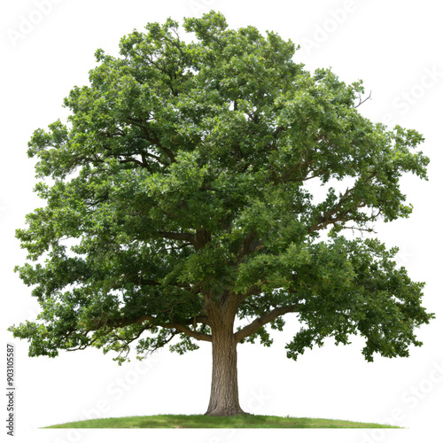 Pin Oak Tree with Dense Canopy on White photo