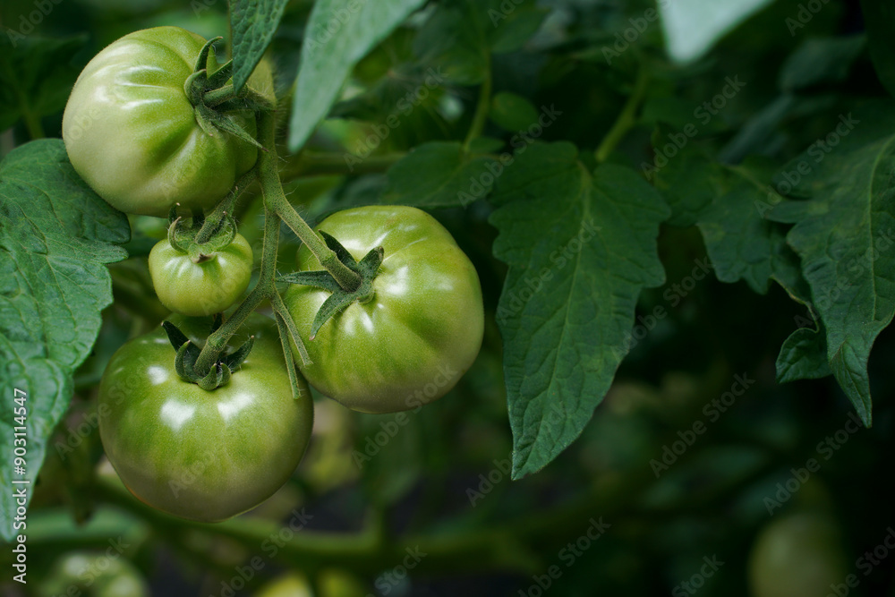 Fototapeta premium green tomatoes on a vine.growing natural organic tomatoes in a greenhouse.