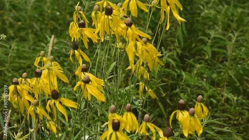 Yellow Cone Flowers Blowing In The Wind In The Native Plant Garden In De Pere, Wisconsin, In Summer