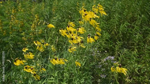 Yellow Cone Flowers Blowing In The Wind In The Native Plant Garden In De Pere, Wisconsin, In Summer