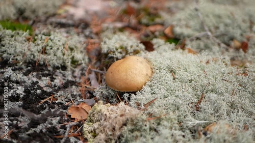 A large aspen grows among reindeer moss on a cloudy autumn day. Protein food for Vegetarians is grown in natural conditions.