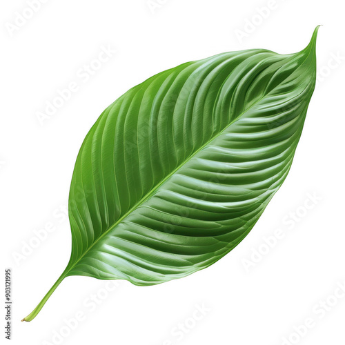 Bright Green Leaf Against White Background Botanical Macro Nature Photograph photo