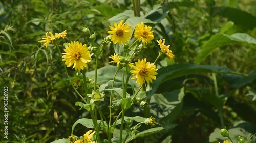 Yellow Compass Plant Flowers Blowing In The Wind In The Native Plant Garden In Summer In De Pere, Wisconsin