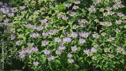 Wild Bergamot Flowers Blowing In The Wind In The Native Plant Garden In De Pere, Wisconsin, In Summer